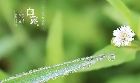 节气中的白露是什么意思_24节气中白露的含义_白露节气的含义是什么