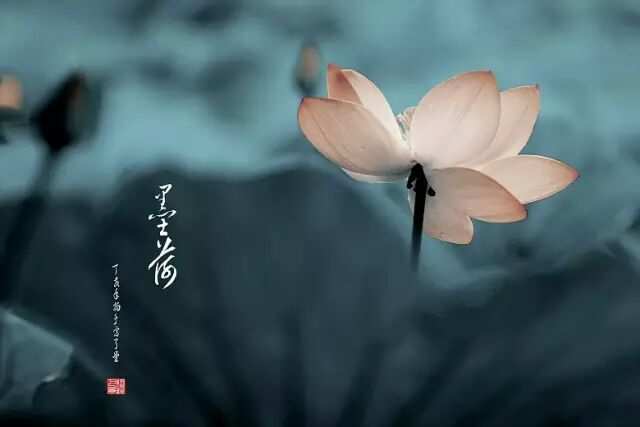 桃华月禅下载_禅月什么意思_桃华月禅