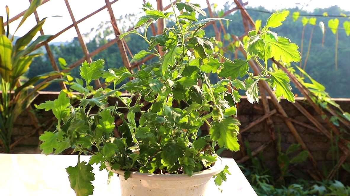 爆裂菊是也_菊花有点裂开_爆裂菊是也叫什么