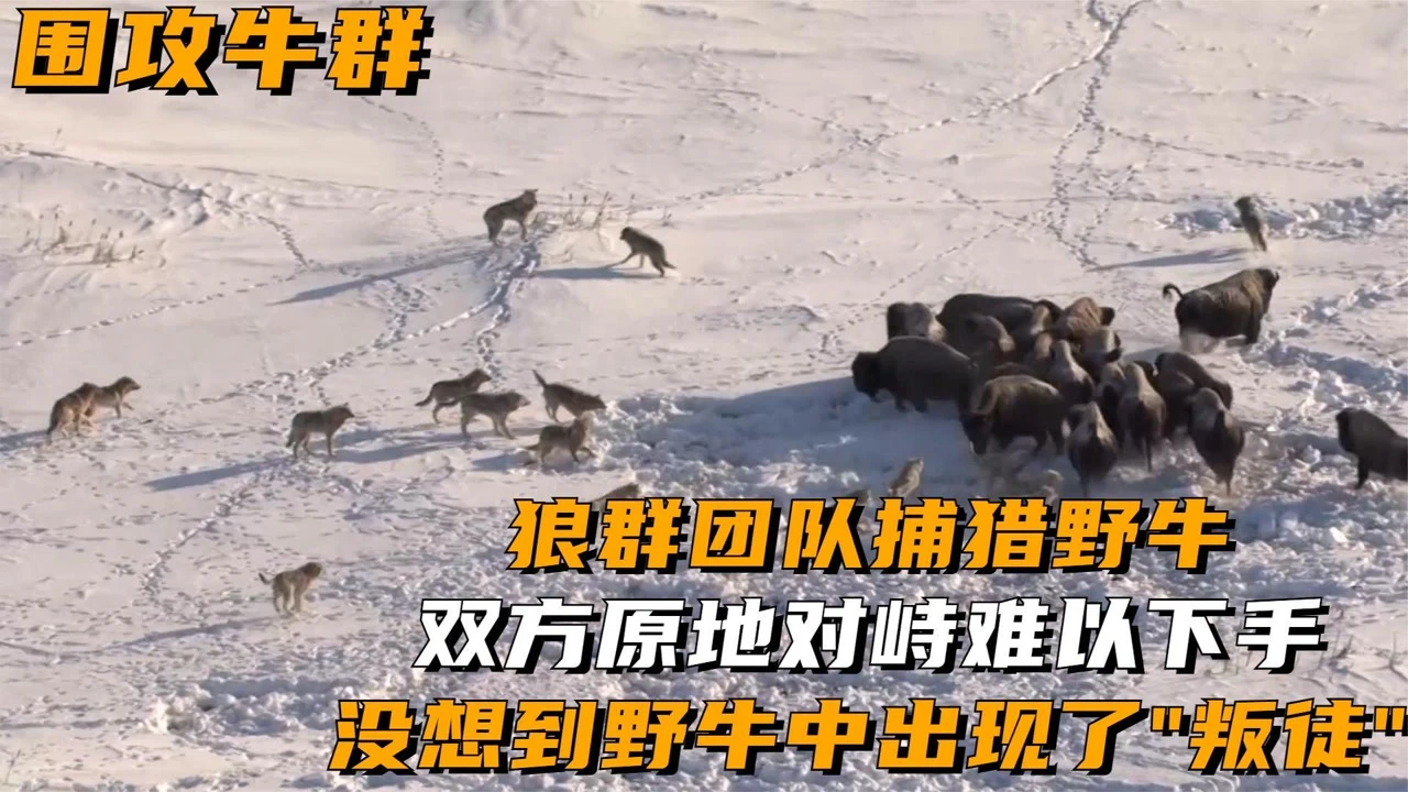 狩猎狼的小说_狩猎狼有第二部吗_狼狩猎