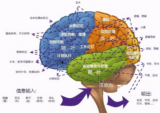 手机游戏老人益智-退休老人也能玩转手机益智游戏，智慧乐园让我大开脑洞
