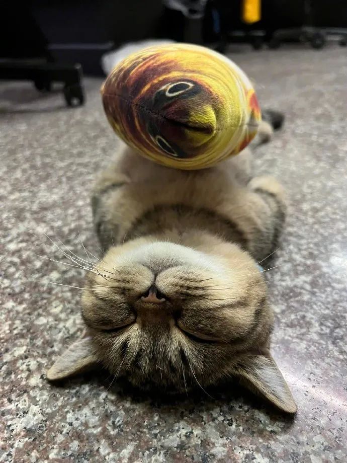 猫忍之心_猫忍之心_猫忍之心