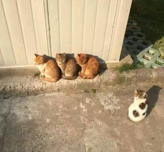猫忍之心_猫忍之心_猫忍之心