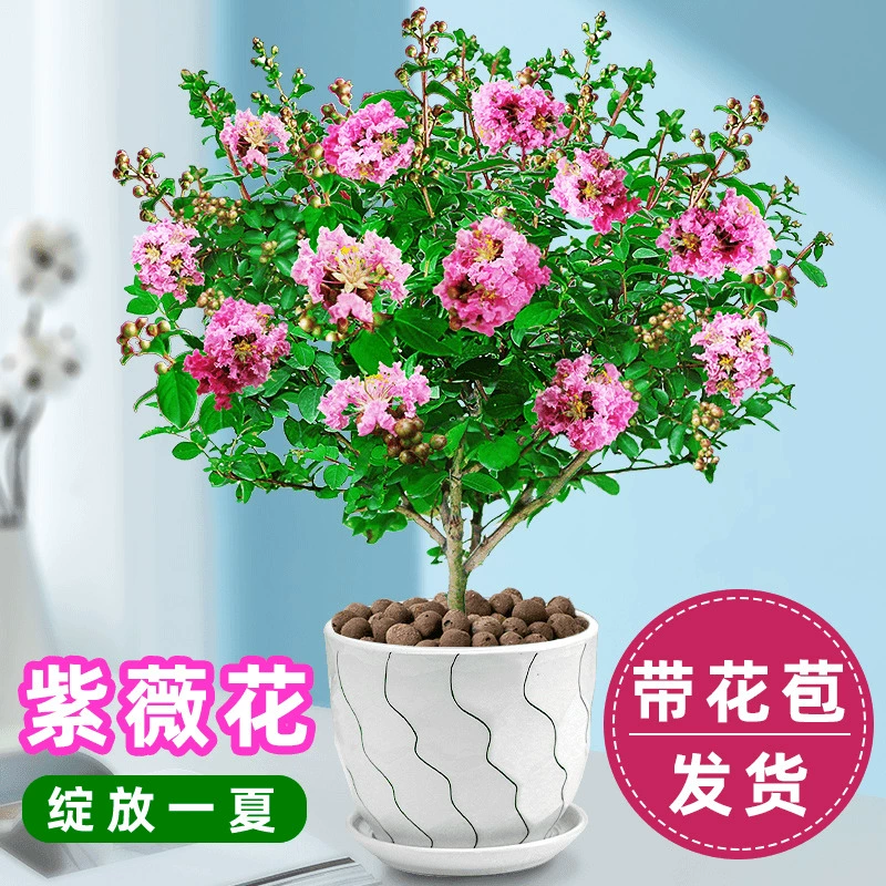 冰剑电视剧_冰剑的魔术师第二季_冰剑