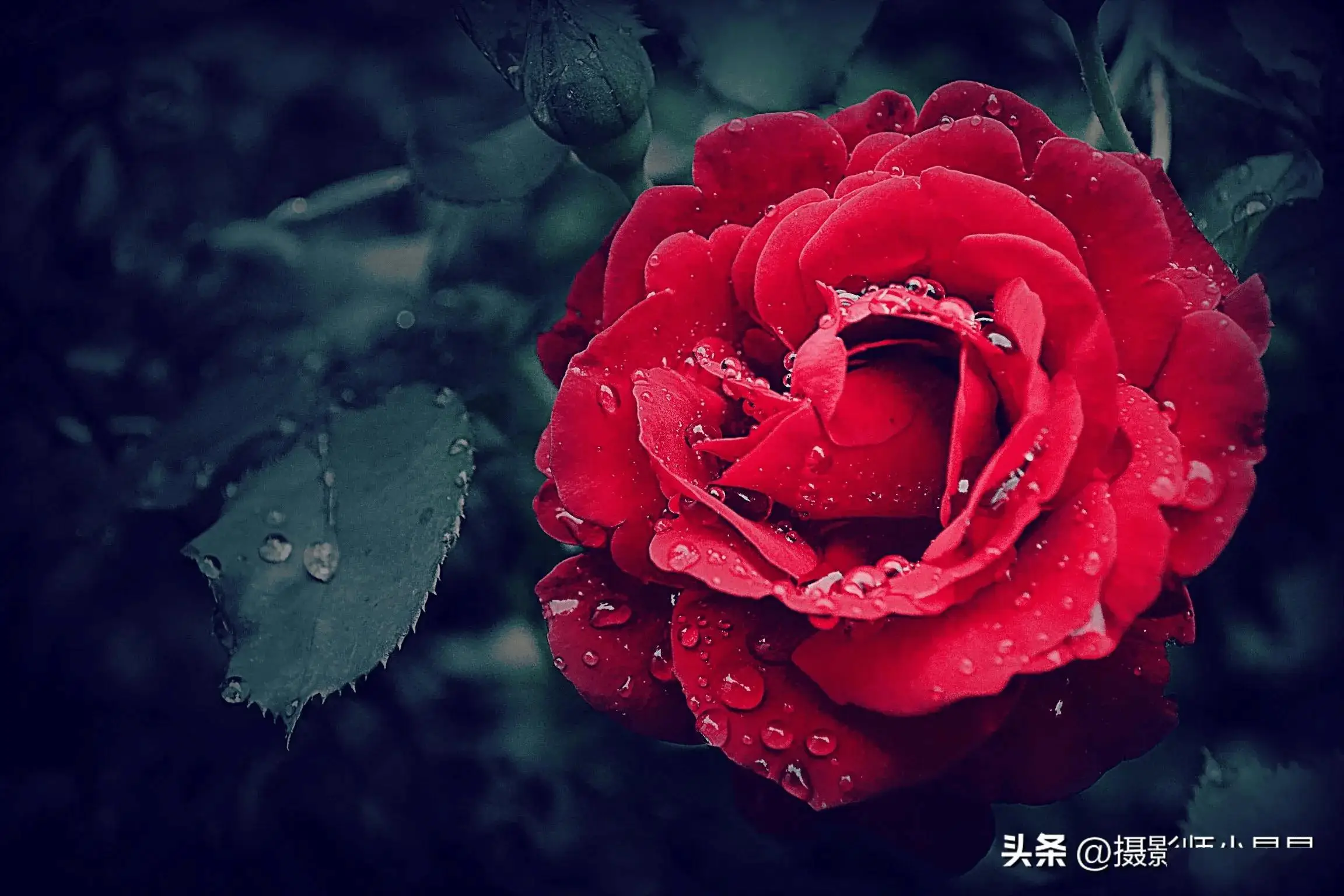 月亮苹果拍手机好看吗_月亮苹果拍手机怎么拍_苹果手机拍月亮