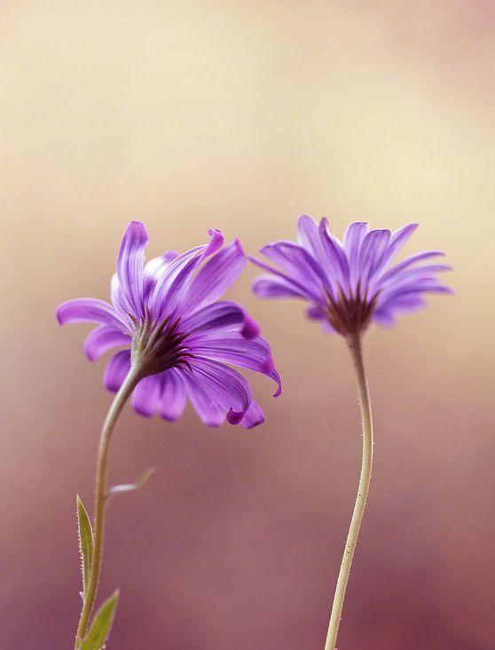 宫灯百合_宫灯百合切花花期_宫灯百合是百合吗