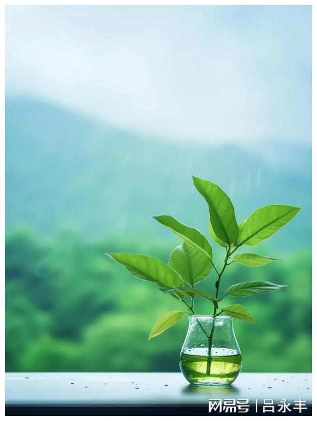 美秀直播：快节奏世界里的小确幸，温暖心灵的港湾