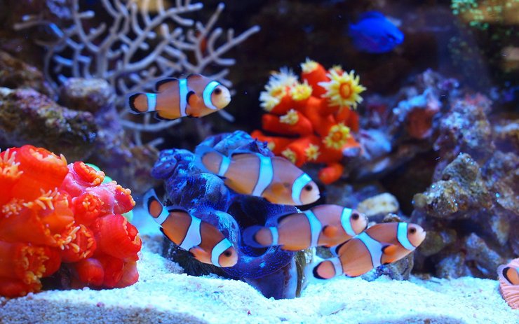 水族馆下载安装_手机水族馆游戏下载_水族馆下载