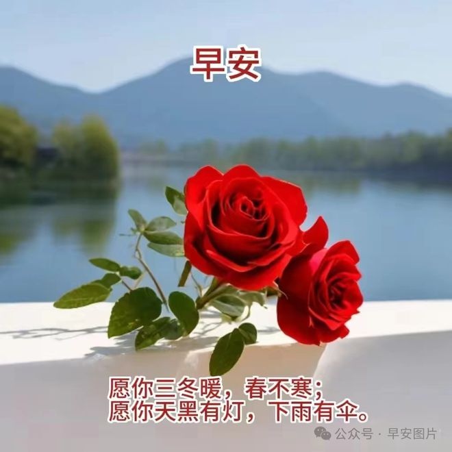 绵**水苏_绵**水苏_绵**水苏