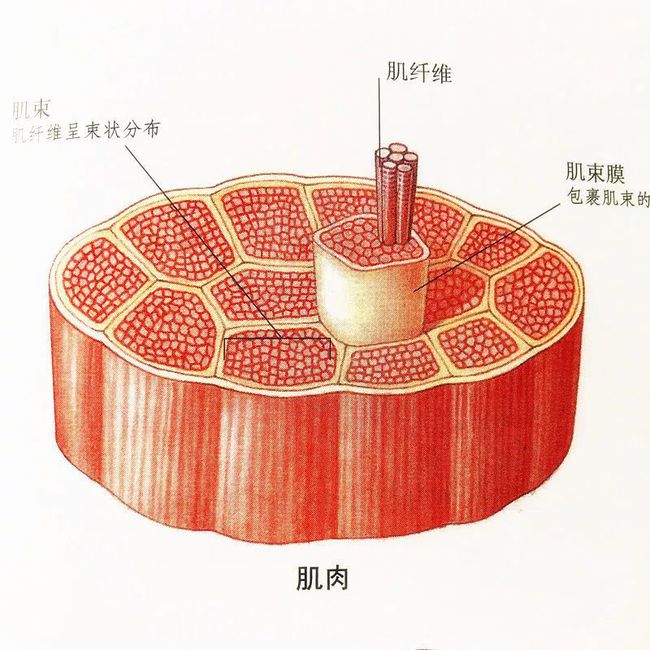 手机游戏保护家人_保护家人手抄报_保护人的游戏