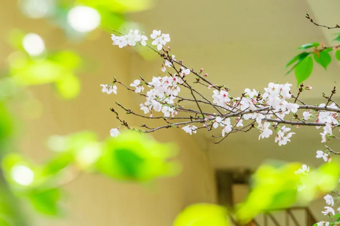 芳泽霞_芳泽霞_芳泽霞