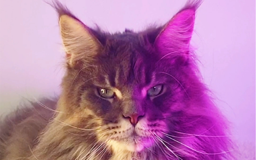 手机小猫讲话游戏_小猫咪学说话的游戏_小猫讲话手机游戏软件