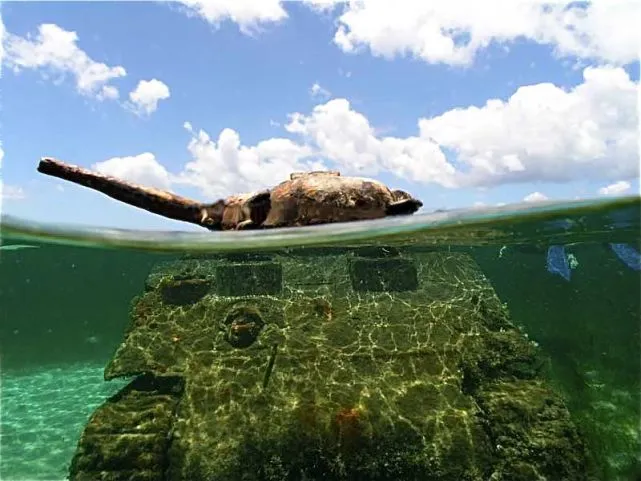 贽生物_生贽_贽生物是什么