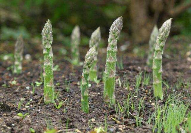 芦笋录屏_雨洛羊驼七连麦屏录_苹果屏录大师