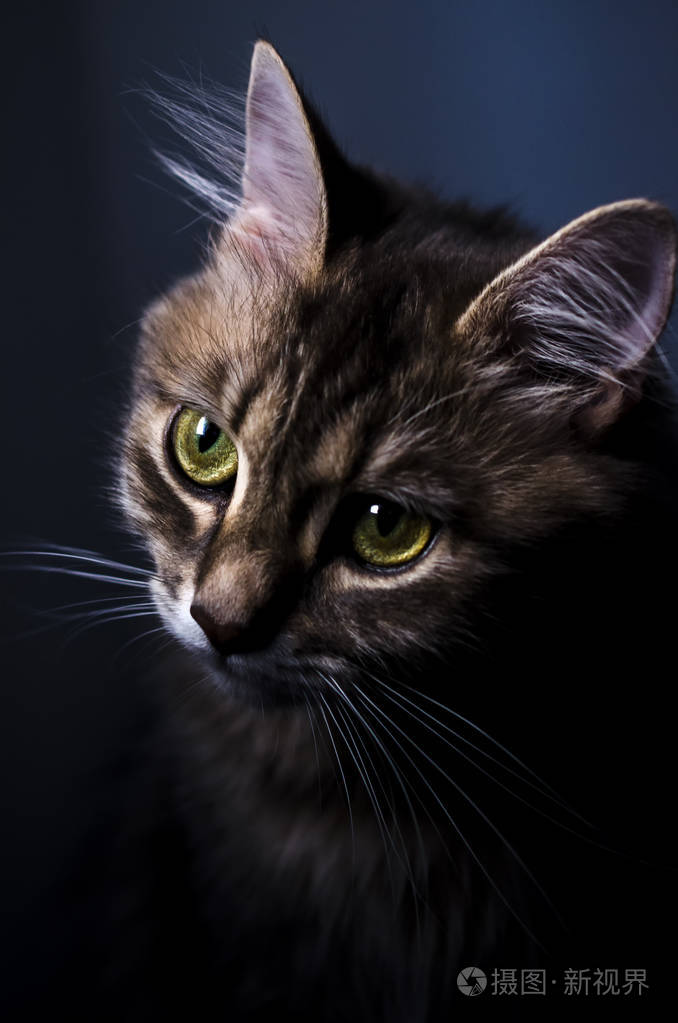 猫又小粥_猫又小粥萌娘百科_猫又小粥中之人叫什么