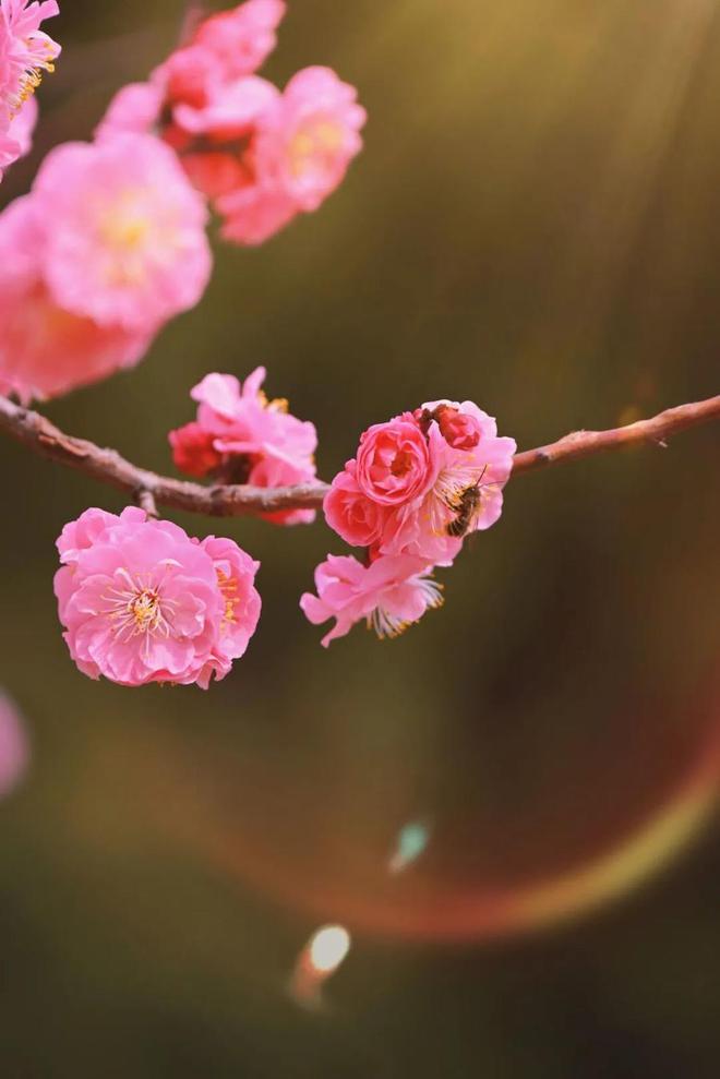神秘的黑百合：在月光下绽放的生命之美