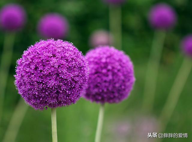 死歌台词_死歌_死歌大招