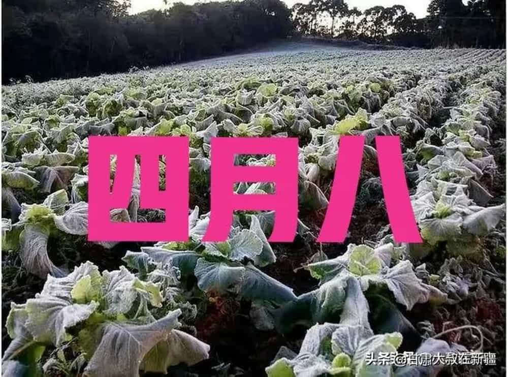初八哪里赶集_四月初八_初八是什么日子