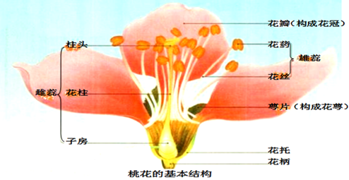 梦的花粉店小说大结局_梦的花粉店动画片_梦的花粉店