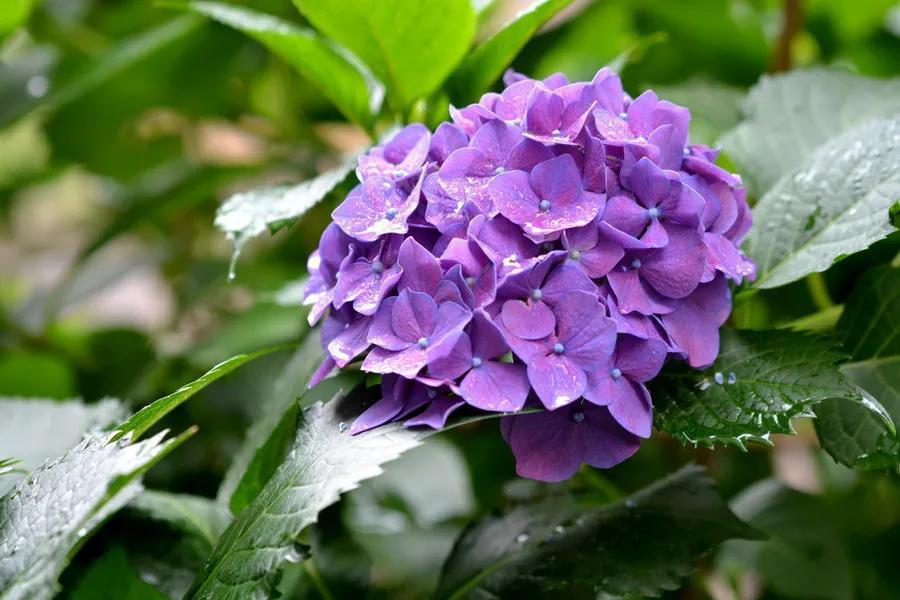过年吃青团的寓意_吃青团的节日是什么节_青团是什么节日吃的