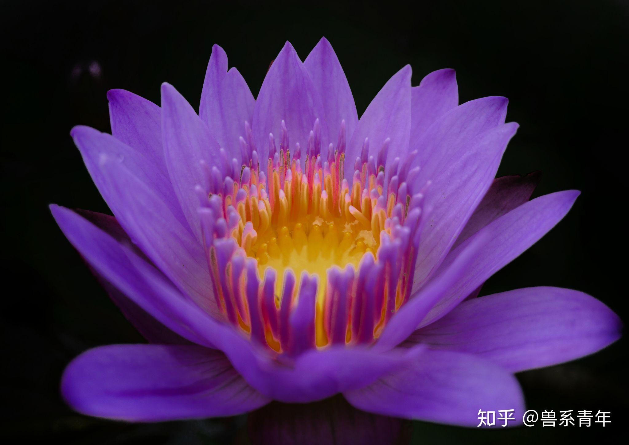 拍照的手机游戏_拍照玩游戏手机软件_手机游戏机能拍照吗知乎