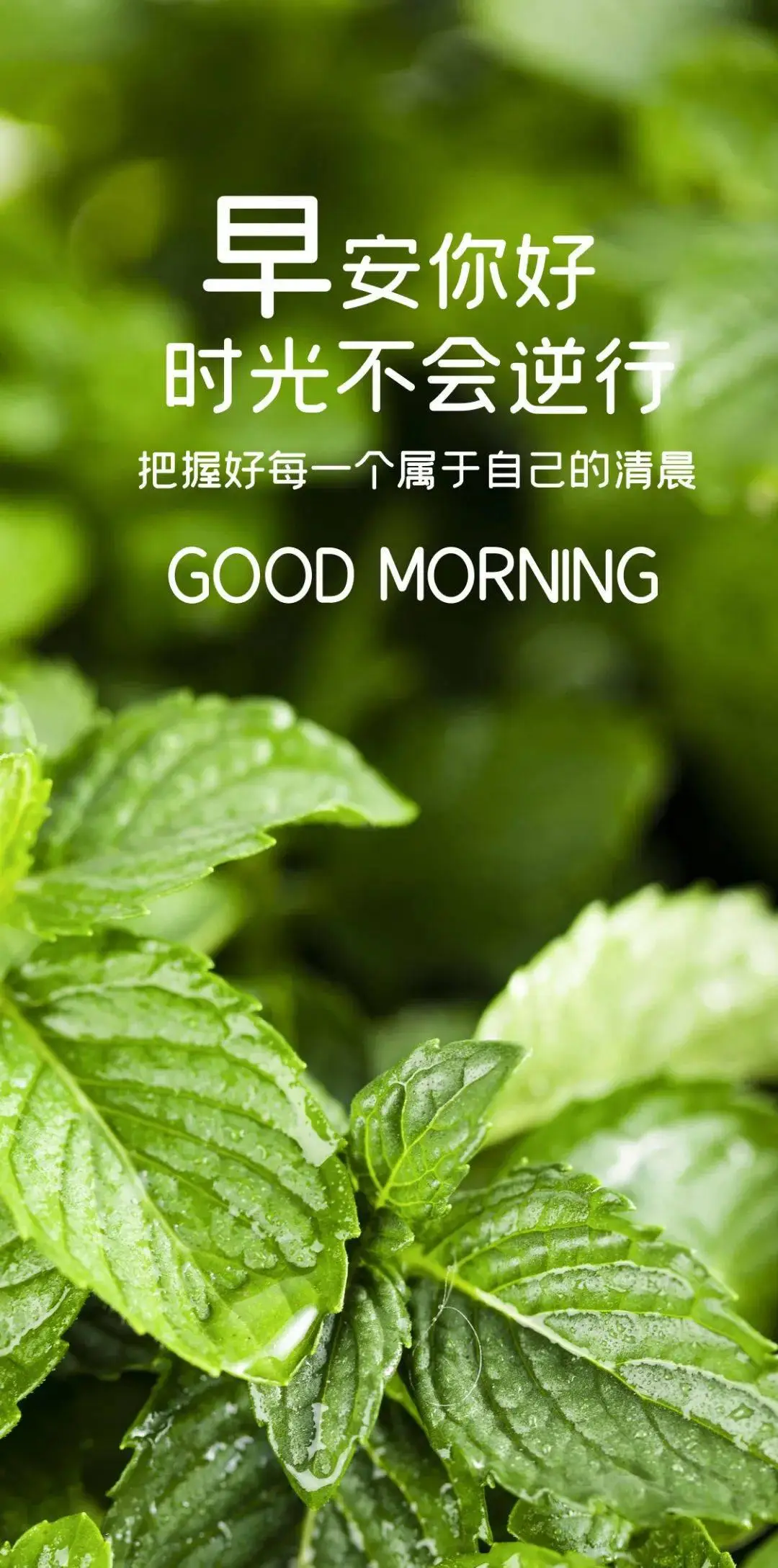 电视胆小鬼剧情_电视剧胆小鬼_胆小鬼电视剧2021