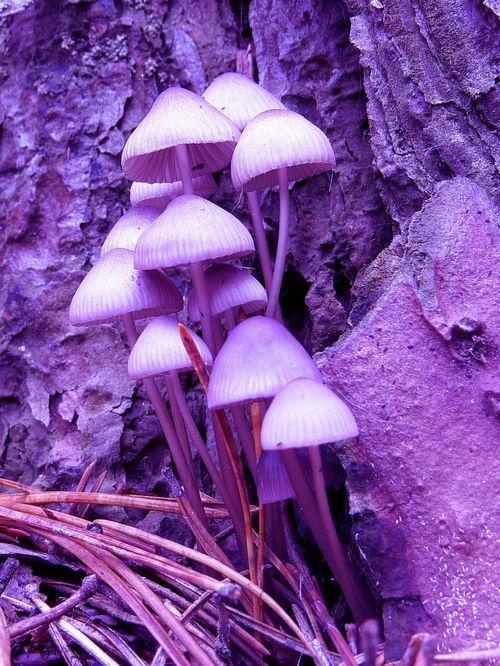 蘑菇英雄MushroomHeroes中文版下载apk安卓 蘑菇英雄MushroomHeroes中文版下载apk安卓