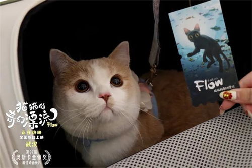 猫咪影视官网版下载 