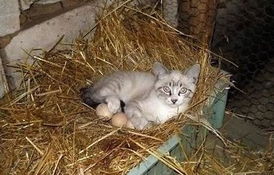 猫咪社区最新版 