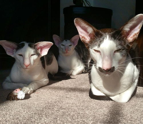 红猫小说 
