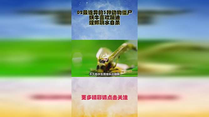 螳螂视频 
