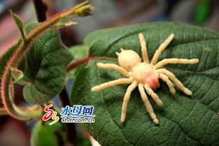 火柴人超级蜘蛛侠 火柴人超级蜘蛛侠