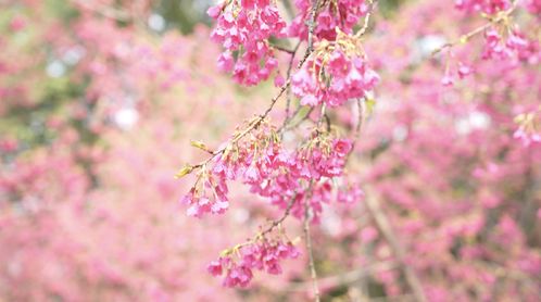 雪花视频在线观看 